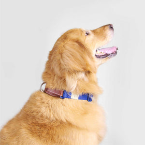 Sputnik Blue Dog Collar