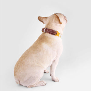 Sputnik Yellow Dog Collar