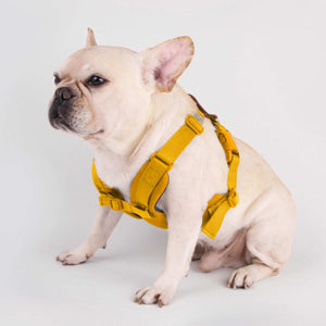 Comfort Yellow Dog Harness